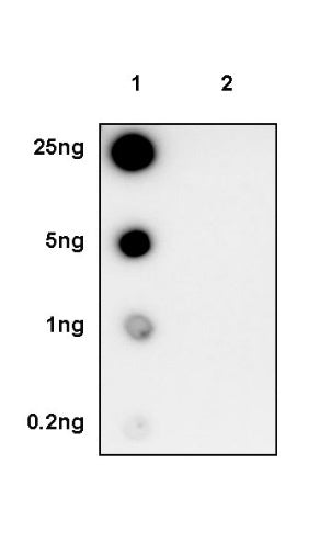 Phospho-STING (Ser366) Recombinant Rabbit mAb (S-2243-62)