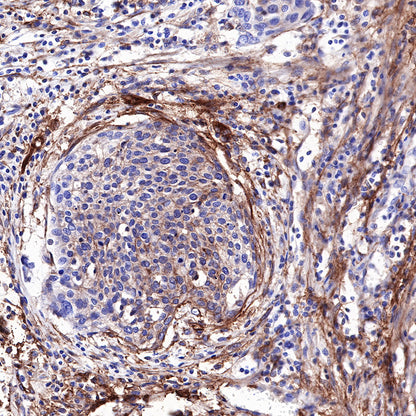 S-RMab®B7-H3/CD276 Recombinant Rabbit mAb (SDT-R158)