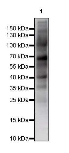 O-Linked N-Acetylglucosamine Rabbit mAb (S-R256)