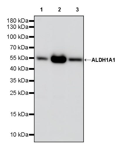 ALDH1A1 Rabbit Polyclonal Antibody