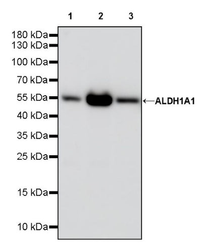 ALDH1A1 Rabbit Polyclonal Antibody