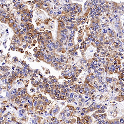 STING Recombinant Rabbit mAb (S-1392-33)