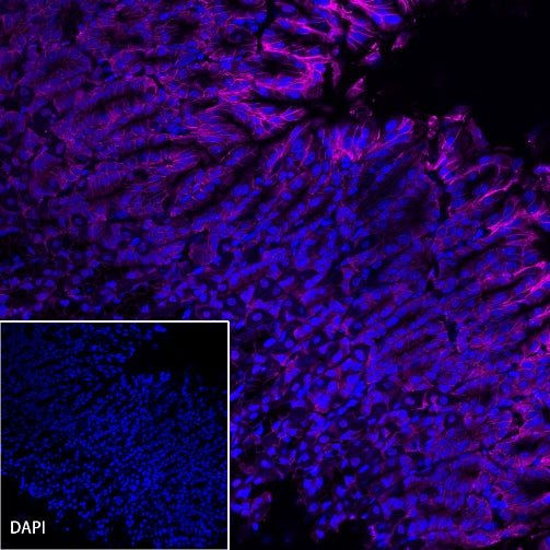 Claudin 18.2 Recombinant Rabbit mAb (Alexa Fluor® 647 Conjugate) (S-102-24)