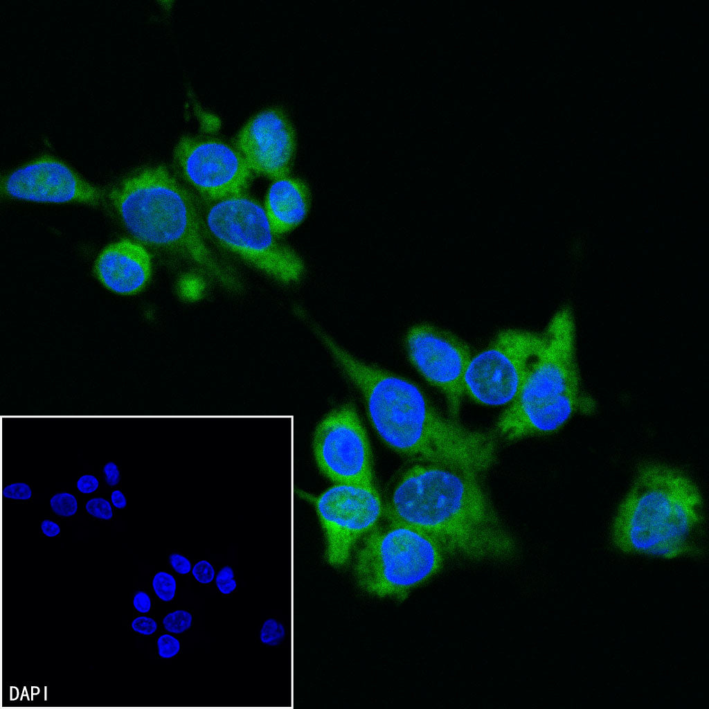 GAPDH Recombinant Mouse mAb (Alexa Fluor® 488 Conjugate) (S-4721)