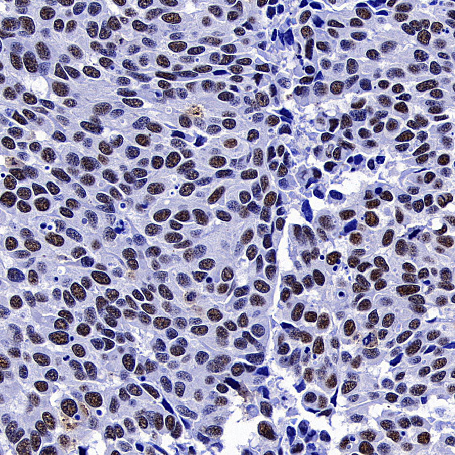 SC35 Recombinant Mouse mAb (S-5700)