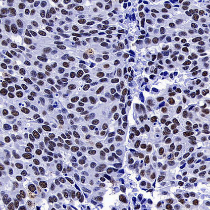 SC35 Recombinant Mouse mAb (S-5700)