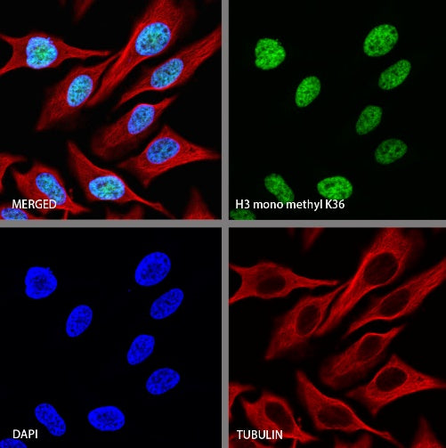Histone H3 (mono methyl K36) Recombinant Rabbit mAb (S-859-505)