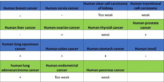 U2AF2 Recombinant Rabbit mAb (S-1324-1)