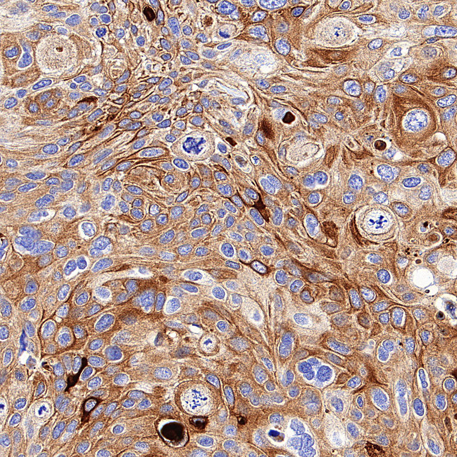SLC43A2 Recombinant Rabbit mAb (S-4492-33)