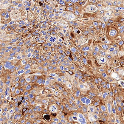 SLC43A2 Recombinant Rabbit mAb (S-4492-33)