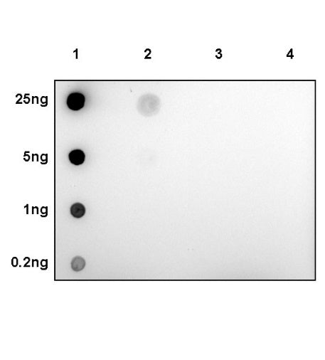 Phospho-PERK (Thr982) Recombinant Rabbit mAb (S-1801-106)