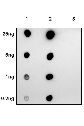 Phospho-Histone H3 (Ser10) Recombinant Rabbit mAb (S-960-58)