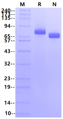 Biotinylated Transferrin His&Avi Tag Protein, Human