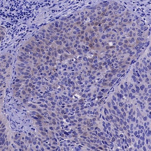 DHFR Recombinant Rabbit mAb (S-2542-9)