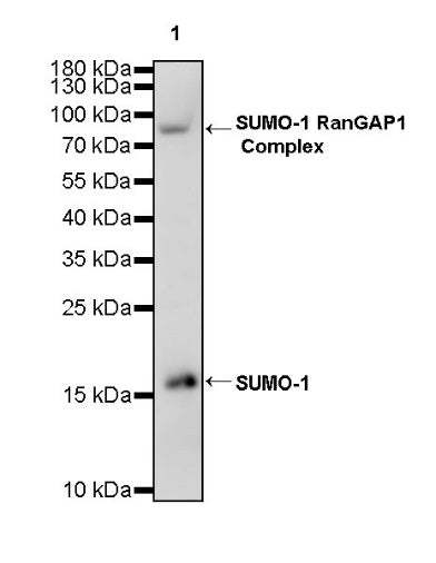 SUMO-1 Recombinant Rabbit mAb (S-625-111)