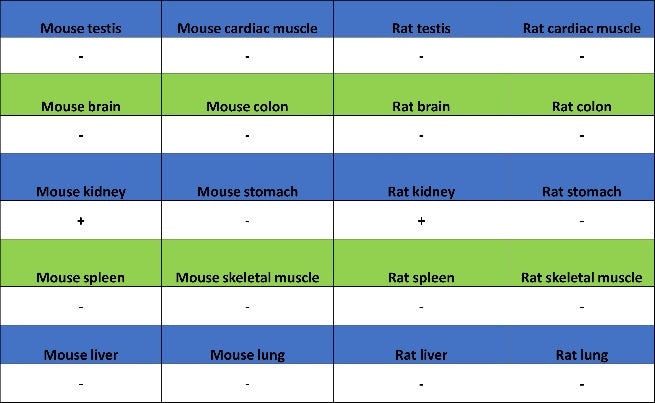 GATA3 Recombinant Mouse mAb (SDT-3180)