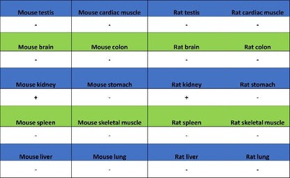 GATA3 Recombinant Mouse mAb (SDT-3180)