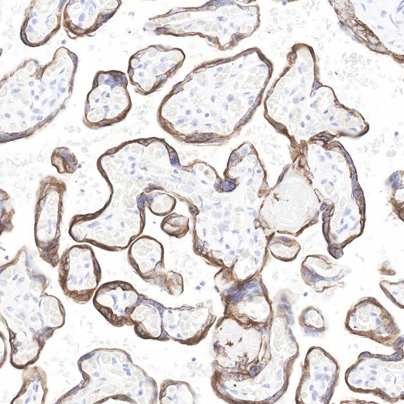 Cytokeratin 7 Recombinant Rabbit mAb (SDT-R028)