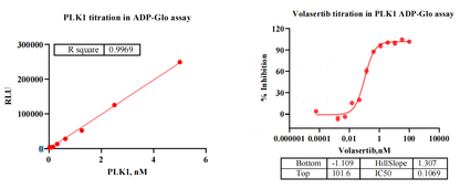 PLK1 GST&His Tag Protein, Human