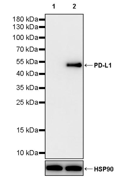 PD-L1 Recombinant Rabbit mAb (S-3933-78)
