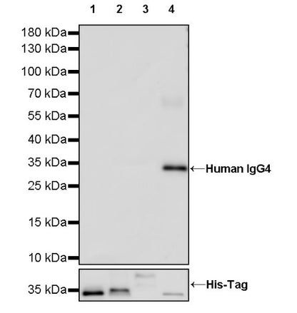 Human IgG4 Recombinant Rabbit mAb (S-1140-53)