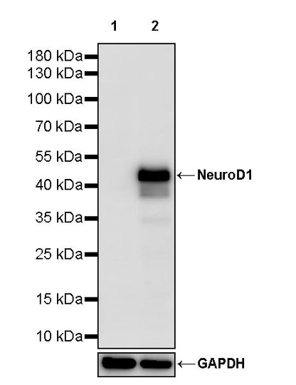 NeuroD1 Recombinant Rabbit mAb (SDT-3843-59)