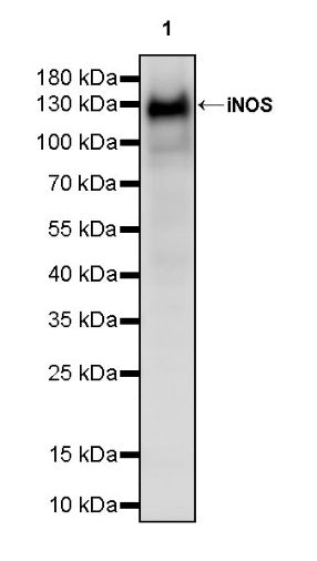 iNOS Recombinant Rabbit mAb (S-2493-61)