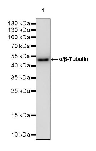 α/β-Tubulin Antibody Rabbit Polyclonal Antibody