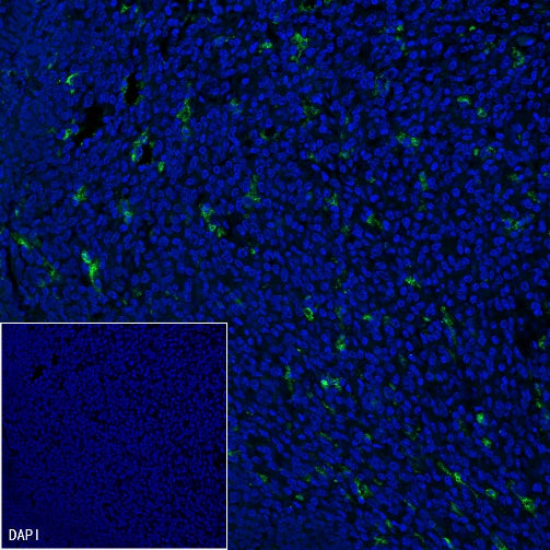CD68 Recombinant Rabbit mAb (Alexa Fluor® 488 Conjugate) (SDT-R025)