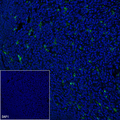 CD68 Recombinant Rabbit mAb (Alexa Fluor® 488 Conjugate) (SDT-R025)