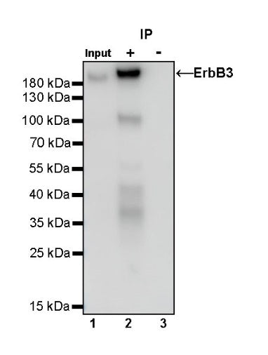 ErbB3 Recombinant Rabbit mAb (SDT-991-14)