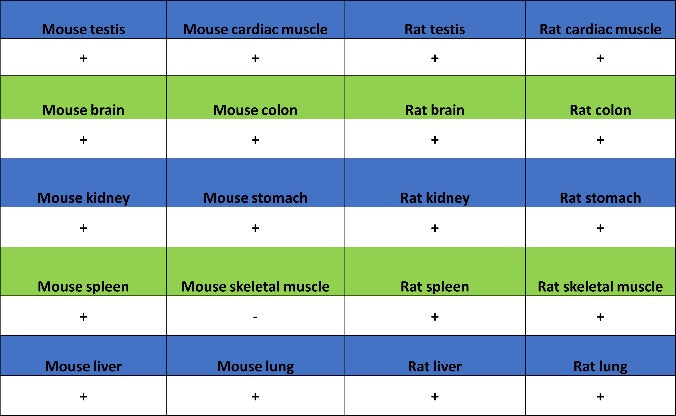 SH-PTP2 Recombinant Rabbit mAb (S-1318-2)
