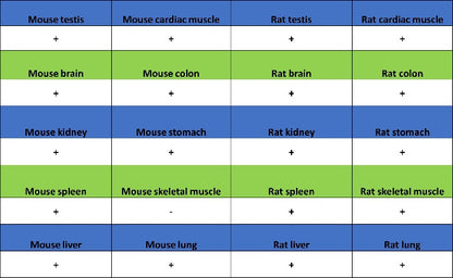 SH-PTP2 Recombinant Rabbit mAb (S-1318-2)