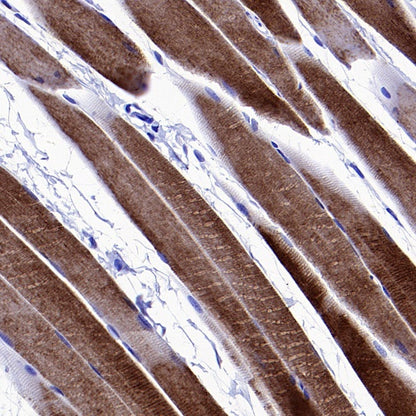 nNOS Recombinant Rabbit mAb (S-1641-70)