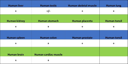HADHA Recombinant Rabbit mAb (S-2345-8)