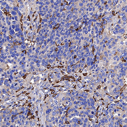 CD64 Recombinant Mouse mAb (S-5504)