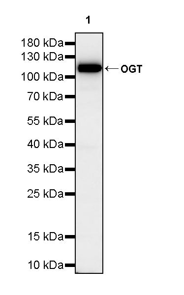 OGT Mouse mAb