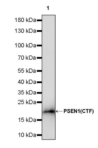 PSEN1 Recombinant Rabbit mAb (S-1002-129)