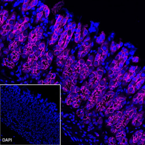 E-Cadherin Recombinant Rabbit mAb (Alexa Fluor® 647 Conjugate) (S-438-5)
