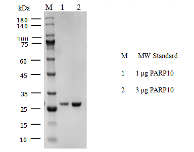 PARP10 Flag&His Tag Protein, Human