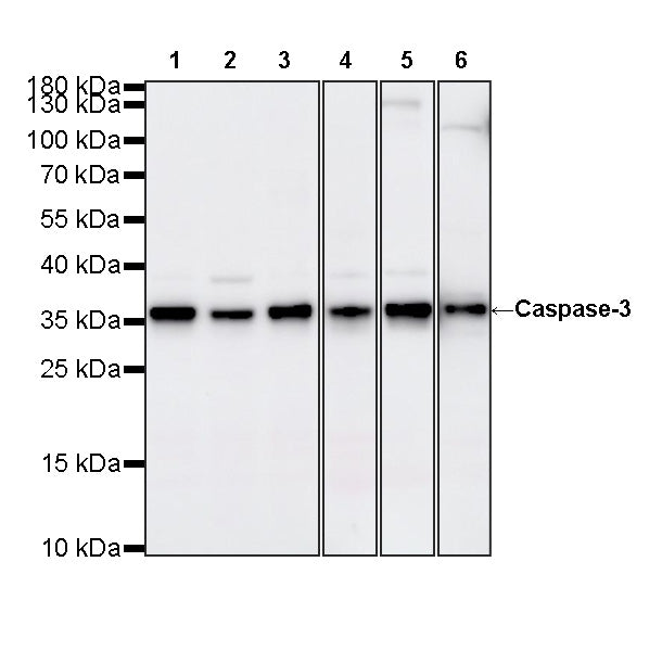 Mouse Caspase-3 Recombinant mAb (S-3976-60)