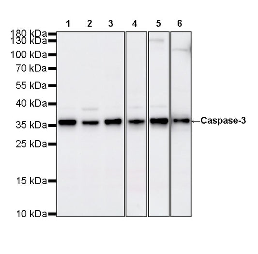 Mouse Caspase-3 Recombinant mAb (S-3976-60)