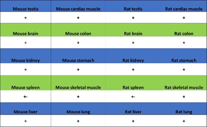 TYK2 Recombinant Rabbit mAb (S-2740-165)
