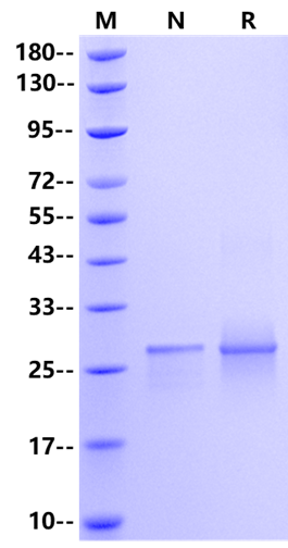 TEAD1 Protein, Human