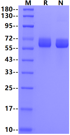 Thrombopoietin R/TPO R His Tag Protein, Mouse