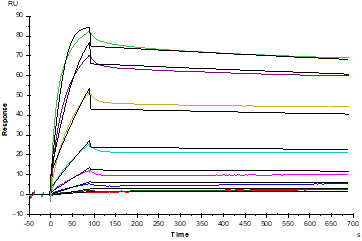 CD7 His Tag Protein, Human