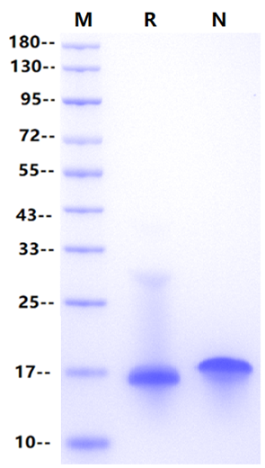 MIG/CXCL9 Protein, Mouse