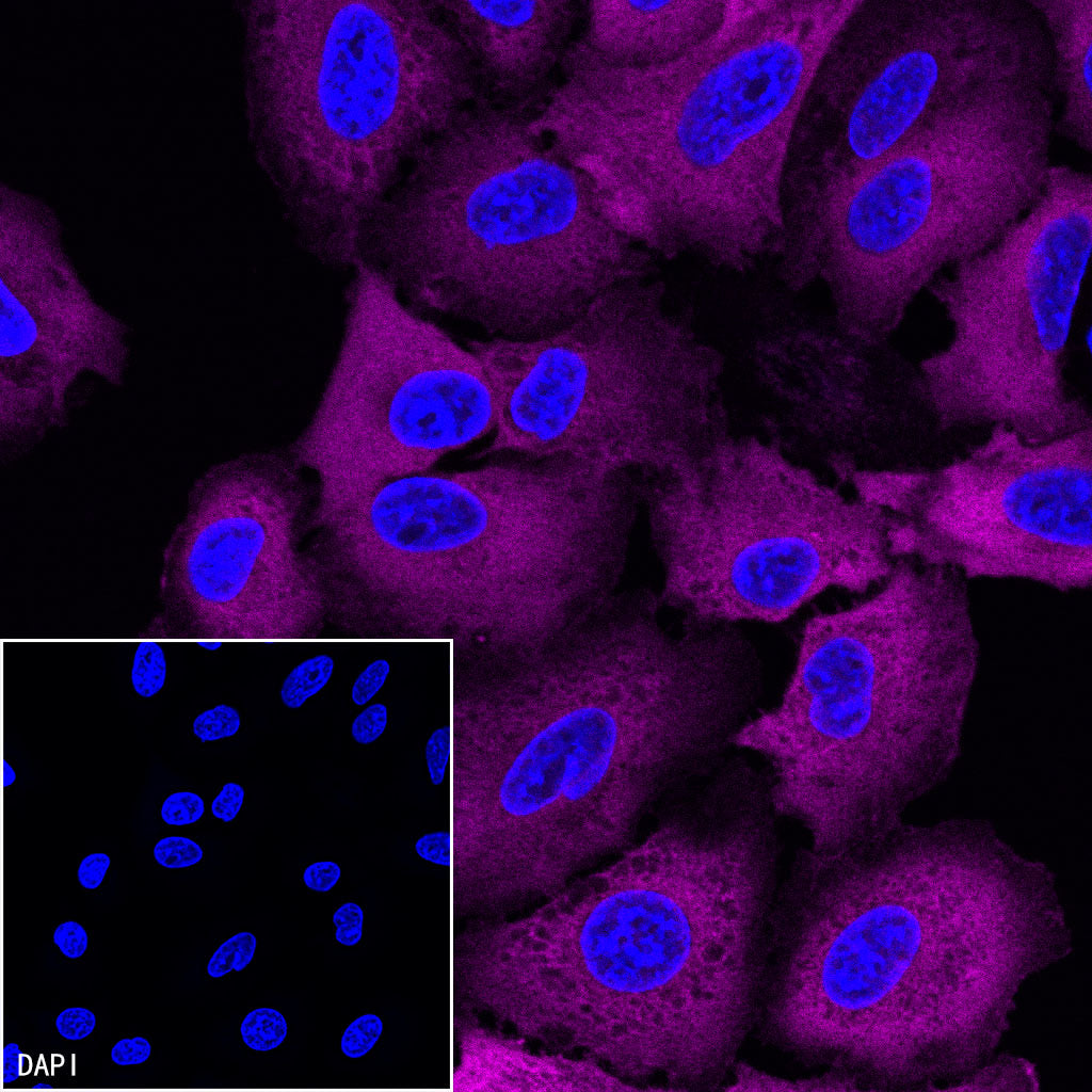FASN Recombinant Rabbit mAb (Alexa Fluor® 647 Conjugate) (S-682-32)
