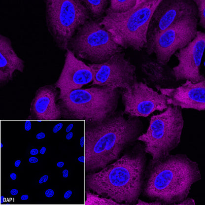 FASN Recombinant Rabbit mAb (Alexa Fluor® 647 Conjugate) (S-682-32)