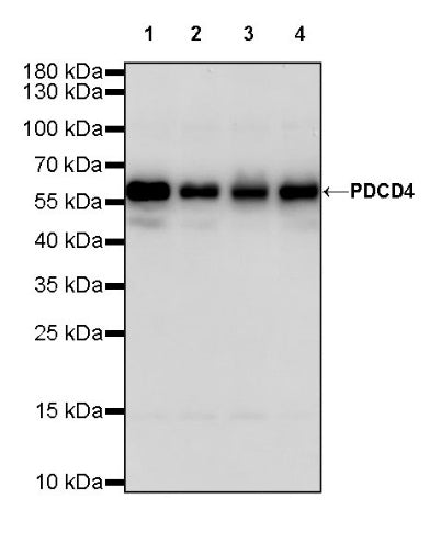 PDCD4 Rabbit polyclonal antibody